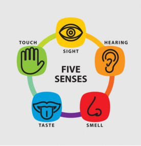 Image result for 5 senses
